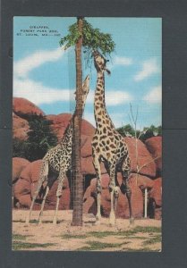 Post Card Animals Giraffes At The St Louis Zoo Mo