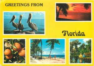 USA Florida Sunshine State photo collection  Postcard
