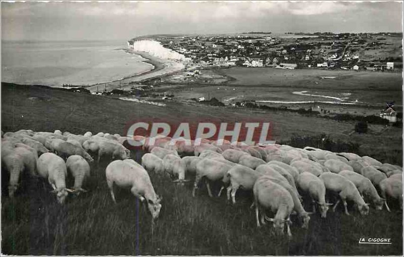 Modern Postcard Criel sur Mer (Seine Mrs) Panorama taken downstream cliffs Sheep