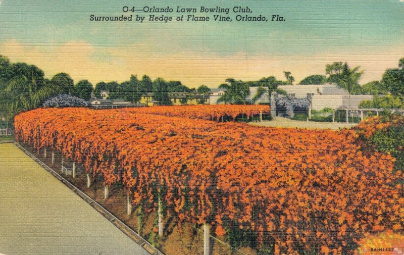 USA Florida Orlando Lawn Bowling Club surrounded by Hedge of Flame Vine 04.33