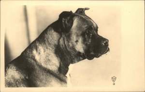 Pug or Bulldog? Dog Close-Up c1910s-20s Real Photo Postcard