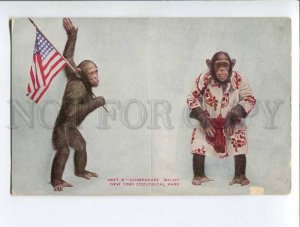 3050555 Chimpanzee Baldy w/ US FLAG New York ZOO Vintage PC