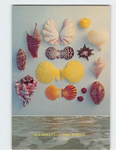 Postcard Seashells of the Worlds Florida USA