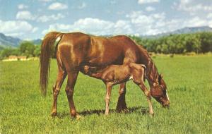 Horse with nyoung colt. Dinner time Nice American PC 1940/50s