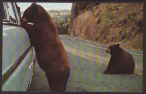 Black Bears,Yellowstone Park,WY Postcard 