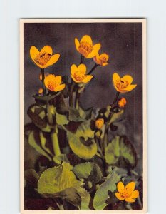 Postcard Marsh Marigold