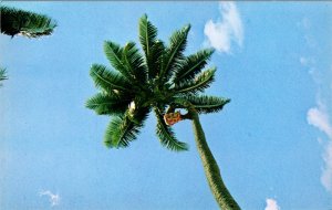 VINTAGE POSTCARD CLIMBING THE COCONUT TREE FOR DRINKING NUT PAGO AMERICAN SAMOA