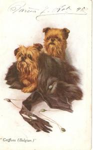 \Griffons dogs (Belgian)\ Aantique English postcard