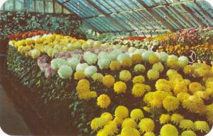 Chrysanthemums in the Lamberton Conservatory Highland Park Rochester NY New York