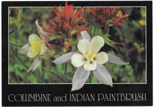 Columbine & Indian Paintbrush Flowers 4 by 6