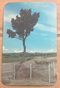 POSTCARD UNUSED  TREE GROWING OUT OF SOLID ROCK, BTW CHEYENNE & LARAMIE, WYOMING