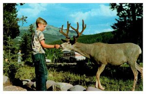 Postcard ANIMAL SCENE Jasper Alberta AB AT6139