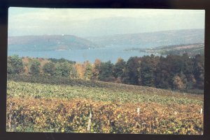 Hammondsport, New York/NY Postcard, Taylor Winery Vineyards, Keuka Lake