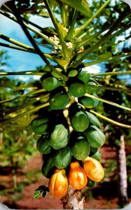 Hawaii Native Papaia Tree With Fruit 1962