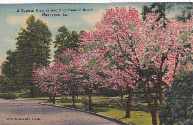 Louisiana Shreveport Typical View Of Red Bud Trees In Bloom Curteich