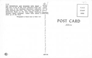 The Mountain Ash Bearing Ripe Fruit The Mountain Ash Bearing Ripe Fruit