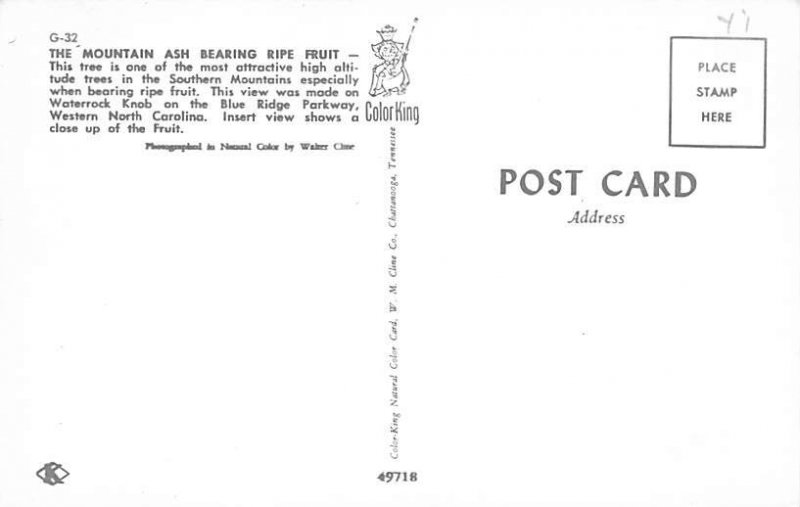 The Mountain Ash Bearing Ripe Fruit The Mountain Ash Bearing Ripe Fruit