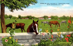 Kentucky Lexington Horses Scene On Mrs Whitney Greentree Farm 1945