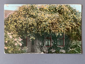 Gold Of Ophir Roses CA Litho Postcard A11498083129