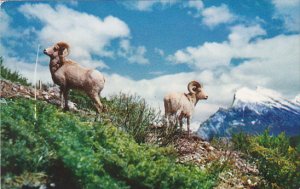 Rocky Mountain Big Horn Sheep Canada