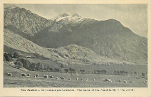 New Zealand picturesque pasturelands postcard