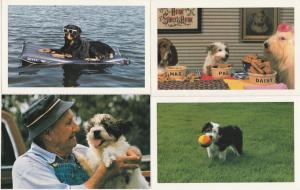 (4 cards) Dogs Having Fun - North Shore Animal League