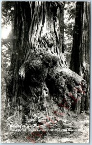 c1940s Cali RPPC Redwood Tree Burl Used For Novelty Carvings by Carpenters A165