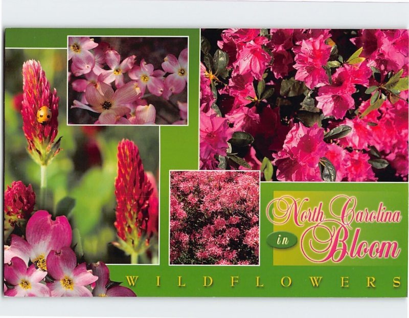 Postcard Wildflowers in North Carolina Bloom USA