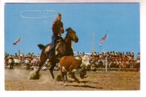 Calf Roping, Calgary Stampede, 1958, Cowboys