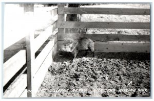 Gila Bend Arizona AZ Postcard RPPC Photo Wild Boar Gillespie Ranch c1940's