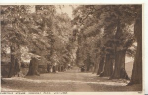 Sussex Postcard - Chestnut Avenue - Cowdray Park - Midhurst - Ref TZ316
