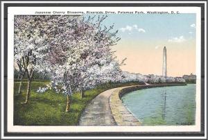 Washington DC Cherry Blossoms Riverside Drive Potomac Park - [DC-063]