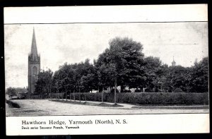 Nova Scotia YARMOUTH (North) Hawthorn Hedge - Davis Series Souvenir Postals ~ DB