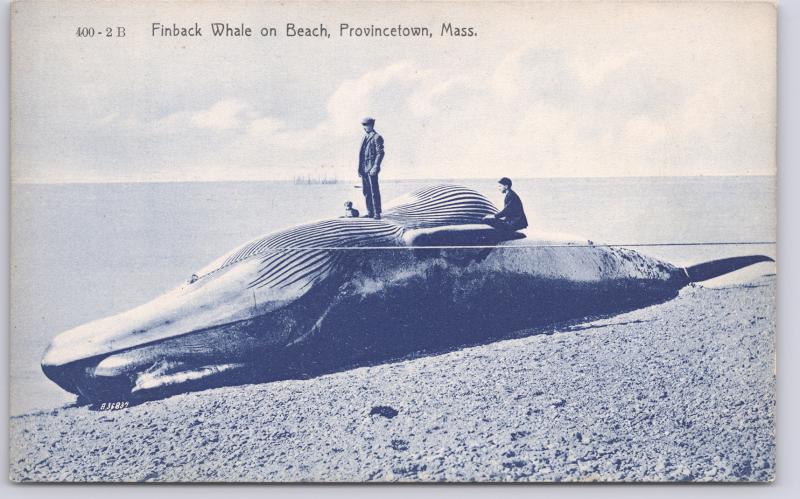Provincetown, Mass., Finback Whale on the beach - 