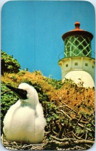 Red Footed Booby and Kilauea Lighthouse Kauai Postcard Posted 1968