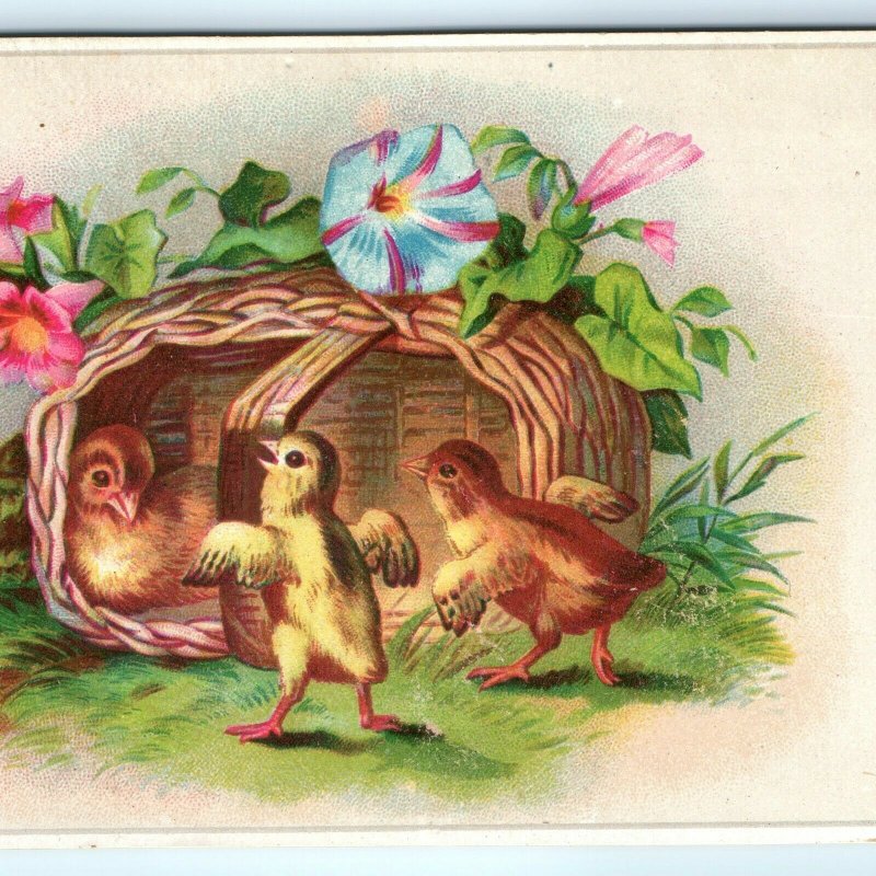 c1880s Cute Baby Chicks in Basket Victorian Trade Card Adorable Happy Birds C24