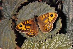 Male wall butterfly Butterflies Unused 