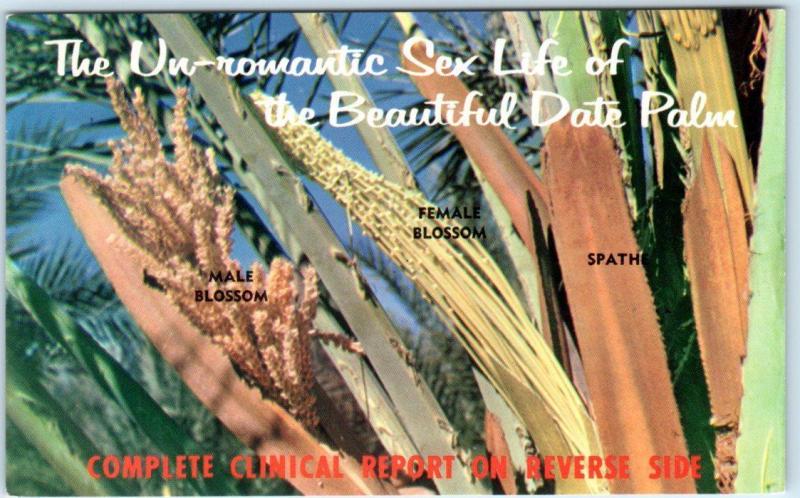 BEAUTIFUL DATE PALM   Un-Romantic Sex Life  Clinical Report  ca 1950s   Postcard