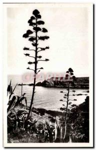 Old Postcard Collioure A Corner of the Corniche