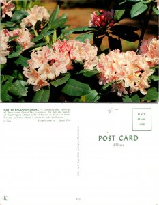 Native Rhododendrons (15587