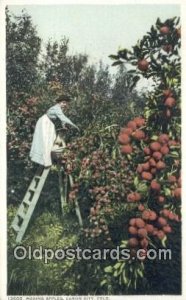 Picking Apples Farming Unused 