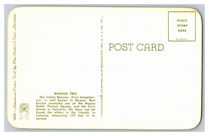 Banyan Tree The Indian Banyan Hawaii Postcard 