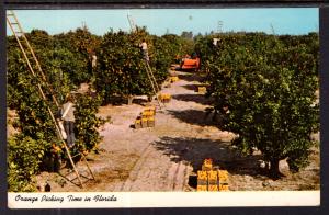 Orange Picking,FL BIN