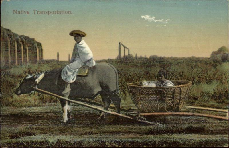 Philippines - Native Transport Water Buffalo c1910 Postcard Publ in Manila