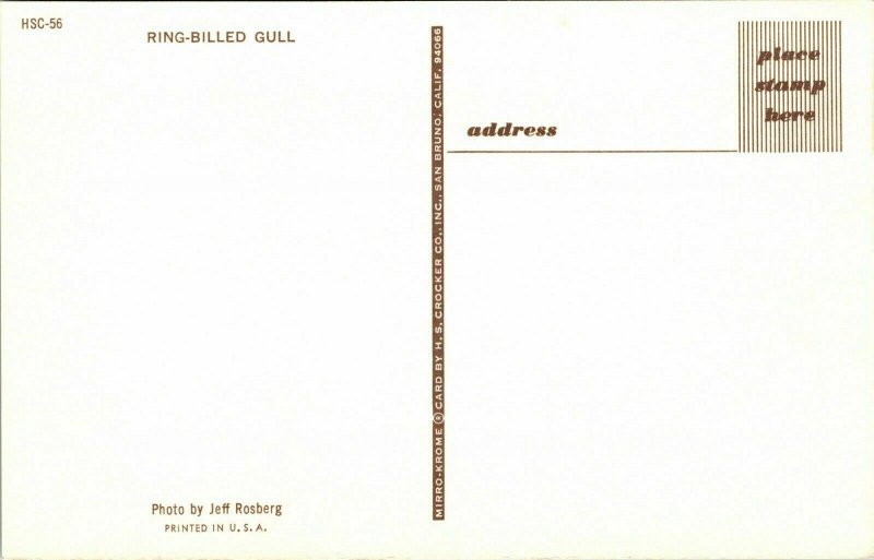 Ring-Billed Gull VTG Postcard UNP Unused Vintage Mirro-Krome Chrome 