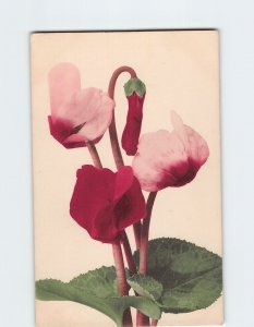 Postcard Greeting Card with Persian cyclamen Picture/Art Print