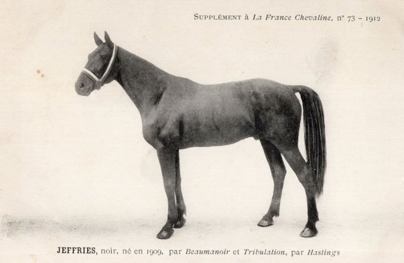 Jeffries La France Chevaline Race Horse Antique 1909 PB Postcard