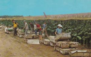 Picking Tobacco in the Connecticut Valley