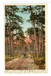 FL - Florida Pine Woods  (crease)
