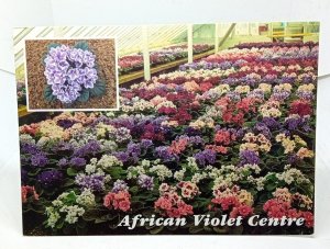 African Violet Centre Terrington St Clement Kings Lynn Norfolk Vintage Postcard